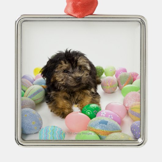 Ornement En Métal Un chiot de Yorkie-poo et oeufs de pâques (Devant)