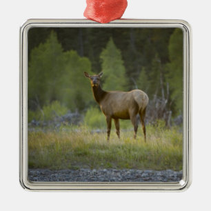 Ornement En Métal Un élan femelle se tient regardant