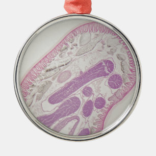 Ornement En Métal Ver parasite de nématode (espèces d'ascaride)