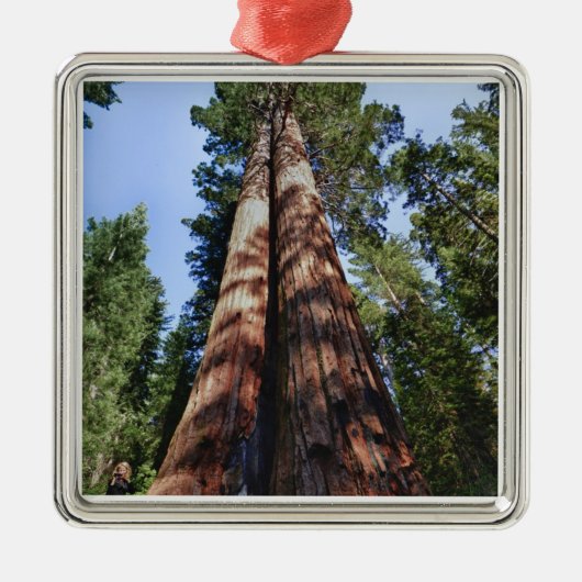 Ornement En Métal Vidéo d'une femme à la base de Sequoia massive (Devant)