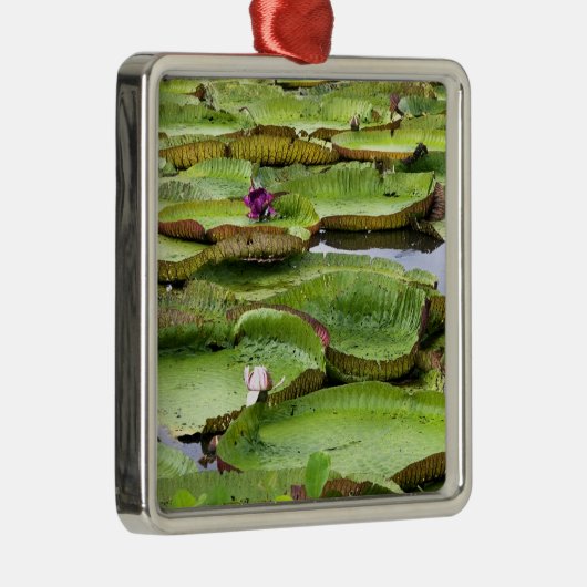 Ornement En Métal Vitoria Regis, nénuphars géants de l'Amazonie (Droite)
