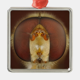 Ornement En Métal Yeux principaux et composés d'une mouche de vol