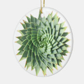 Ornement en spirale de Succulent d'aloès (Gauche)