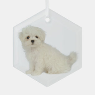 Ornement en verre animal de chien maltais