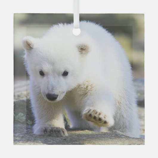Ornement En Verre Animaux de bébés cutest | Bébé Ours polaire (Recto)