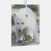Ornement En Verre Animaux de bébés cutest | Bébé Ours polaire (Avant droite)