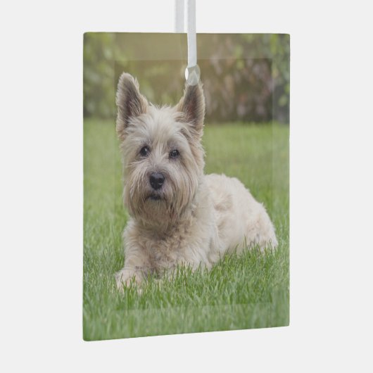 Ornement En Verre Animaux de bébés cutest | Cairn Terrier Dog (Avant droite)