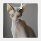 Ornement En Verre Animaux de bébés cutest | Chat Sphinx (Verso)