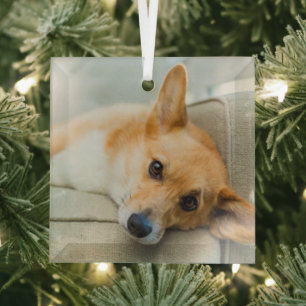 Ornement En Verre Animaux de bébés cutest   Chiot de Corgi sur canap