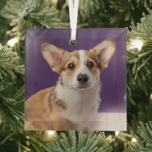 Ornement En Verre Animaux de bébés cutest   Corgi Chiple sur Purple