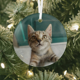 Ornement En Verre Animaux de bébés cutest   Cute Tabby Kitten