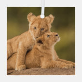 Ornement En Verre Animaux de bébés cutest | Deux Lions Cubs (Verso)