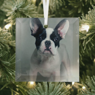 Ornement En Verre Animaux de bébés cutest   French Bulldog Puppy