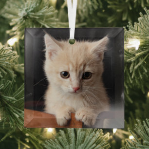 Ornement En Verre Animaux de bébés cutest Ginger Kitten