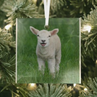 Ornement En Verre Animaux de bébés cutest | Lil Lamb