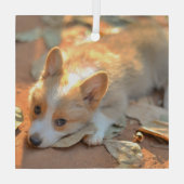 Ornement En Verre Animaux de bébés cutest | Shy Corgi (Verso)