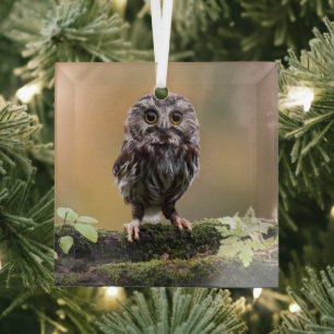Ornement En Verre Animaux de bébés cutest Un hibou-bébé