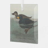 Ornement En Verre Audubon American Scoter Duck Classic (Avant gauche)
