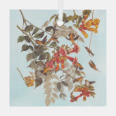 Ornement En Verre Audubon : le rubis tropical des colibris à la gorg (Verso)