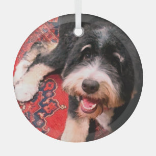 Ornement En Verre BerneDoodle relaxant sur tapis