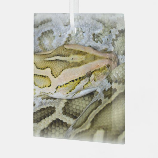 Ornement En Verre Closeup de python indien (Avant gauche)