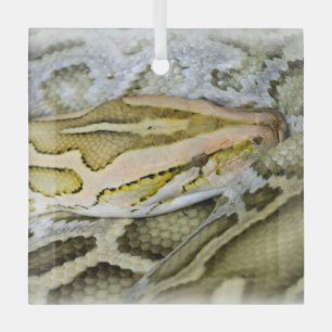 Ornement En Verre Closeup de python indien