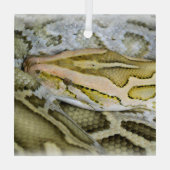 Ornement En Verre Closeup de python indien (Verso)