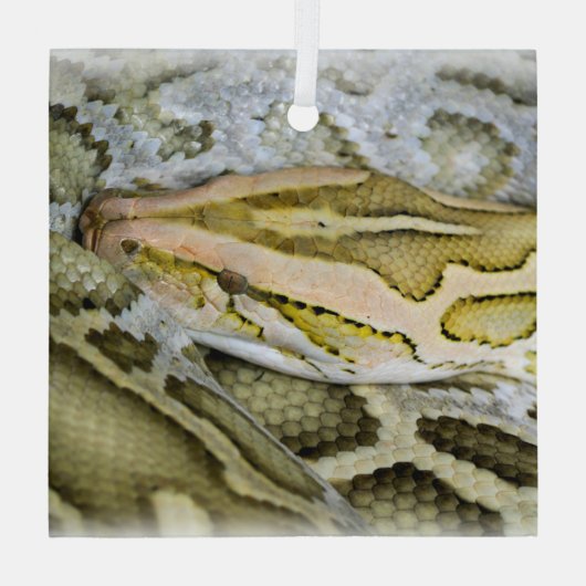 Ornement En Verre Closeup de python indien (Verso)