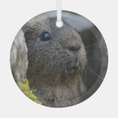 Ornement En Verre Cochon de Guinée Citron Agouti en roche lisse, à a (Recto)