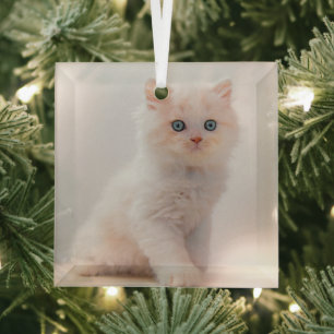 Ornement En Verre Cutest Baby Animals   Blue Eye Kitten