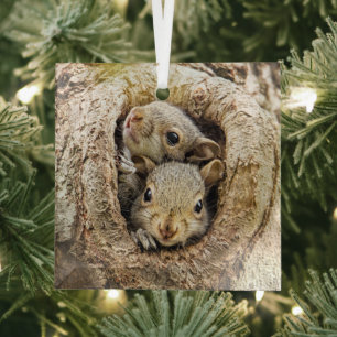 Ornement En Verre Cutest Baby Animals Curious Baby Squirrels