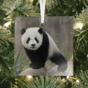 Ornement En Verre Cutest Baby Animals Giant Panda Baby