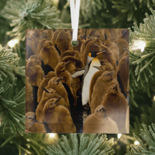 Ornement En Verre Cutest Baby Animals   Penguin Among Youngsters