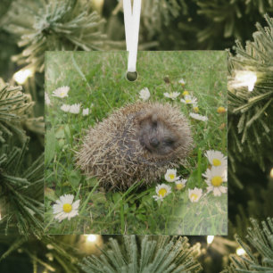 Ornement En Verre Cutest Baby Animals Spanish Hedgehog