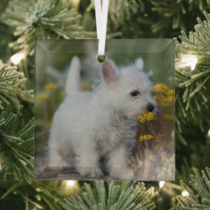 Ornement En Verre Cutest Baby Animals West Highland White Terrier
