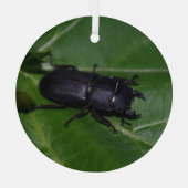 Ornement En Verre Dorcus parallelipipedus, le moindre dendroctone du (Verso)