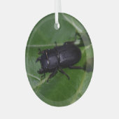 Ornement En Verre Dorcus parallelipipedus, le moindre dendroctone du (Avant gauche)