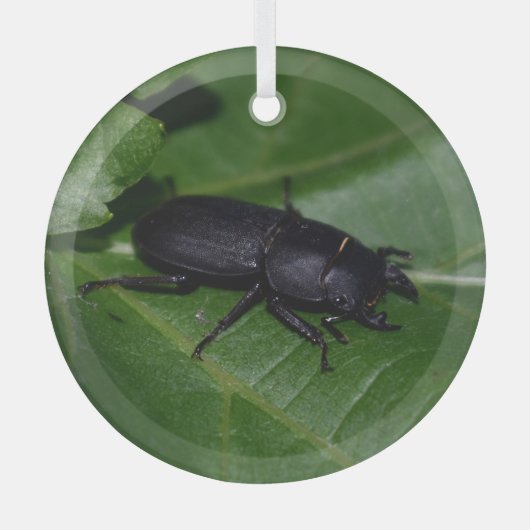 Ornement En Verre Dorcus parallelipipedus, le moindre dendroctone du (Recto)