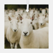 Ornement En Verre Fermes | Troupeau de moutons (Verso)