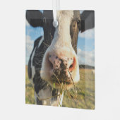 Ornement En Verre Fermes | Vache Holstein Chewing (Avant gauche)