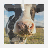 Ornement En Verre Fermes | Vache Holstein Chewing (Recto)