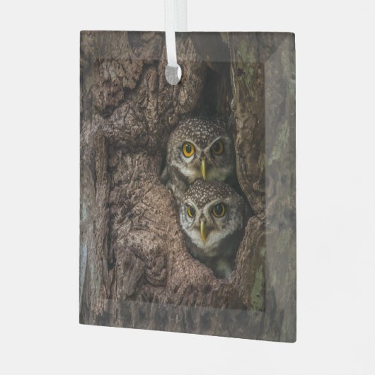 Ornement En Verre Forest | Deux Owls Looking (Avant gauche)