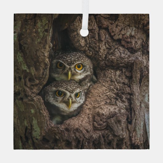 Ornement En Verre Forest | Deux Owls Looking (Verso)
