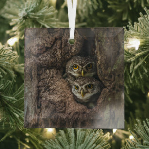 Ornement En Verre Forest Deux Owls Looking