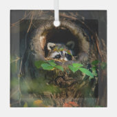 Ornement En Verre Forêt | Raccoon Peeking (Recto)