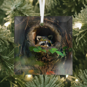 Ornement En Verre Forêt   Raccoon Peeking