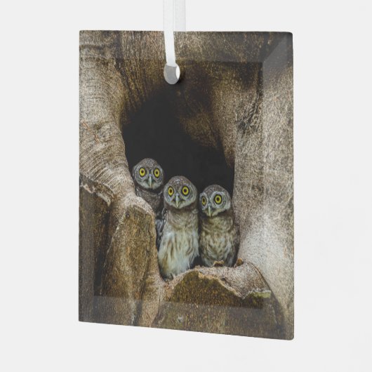Ornement En Verre Forêt | Trois Chouettes (Avant gauche)