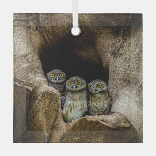 Ornement En Verre Forêt | Trois Chouettes (Recto)