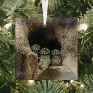 Ornement En Verre Forêt   Trois Chouettes