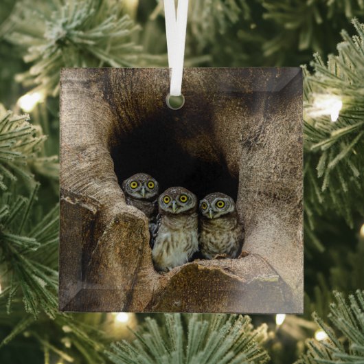 Ornement En Verre Forêt | Trois Chouettes (Insitu)